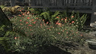 Красный горноцвет в Skyrim (TES V)