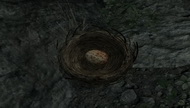 Яйцо соснового дрозда в Skyrim (TES V)
